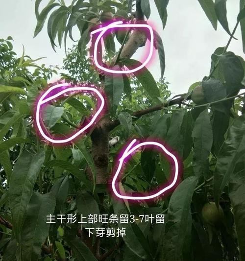 桃树修剪技术要点（掌握正确修剪技巧）