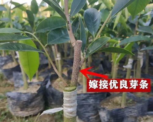 沉香树苗适合在哪里种植（沉香种植条件和技术）