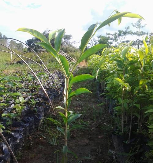 沉香树苗适合在哪里种植（沉香种植条件和技术）