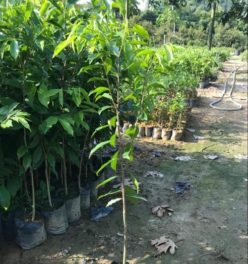 沉香树苗适合在哪里种植（沉香种植条件和技术）