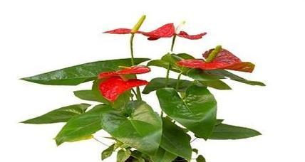 红掌怎样养殖才能茂盛（红掌花的养护小窍门）