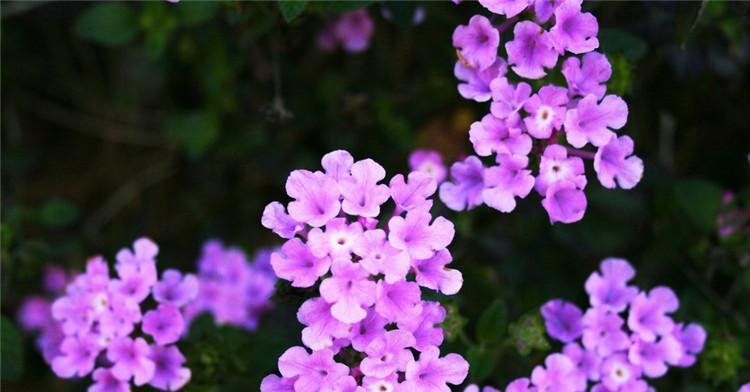 一年生草本花卉有哪些（盘点七种一年四季开花的植物）