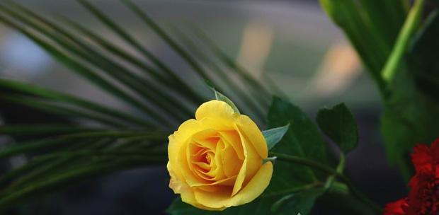 以黄玫瑰代表的意义（黄玫瑰的象征与传达）