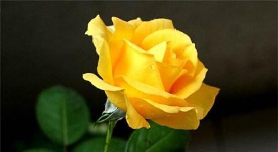 一朵黄玫瑰的象征意义及美丽之源（探索黄玫瑰的花语和文化传承）