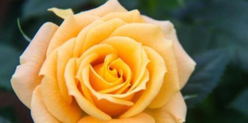 黄玫瑰的含义与象征（探索黄玫瑰所传达的情感和意义）