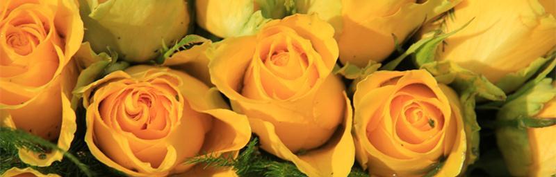 黄玫瑰的含义与象征（探索黄玫瑰所传达的情感和意义）