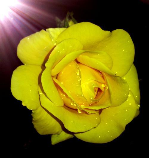 黄玫瑰的象征意义（黄玫瑰代表的情感与寓意）
