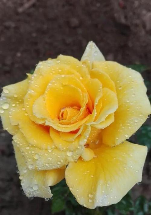黄玫瑰（传递温暖与快乐的花朵）