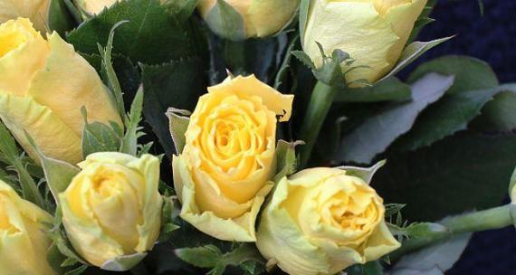 黄玫瑰的含义与象征（探寻黄玫瑰所传递的情感和意义）