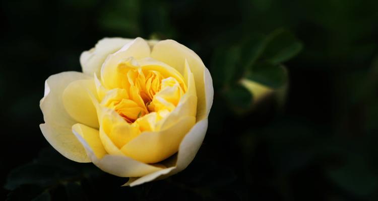 黄玫瑰的含义与象征（探寻黄玫瑰所传递的情感和意义）