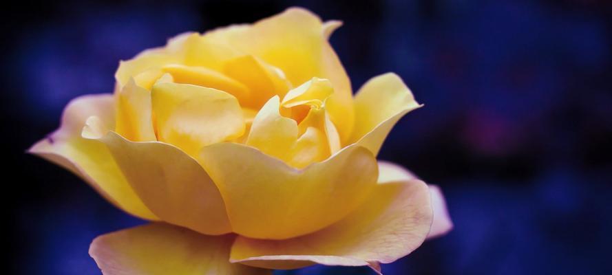黄玫瑰的花语和象征意义（黄玫瑰）