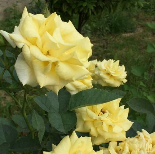 黄玫瑰花语的浪漫之美（探索黄玫瑰的花语与象征意义）