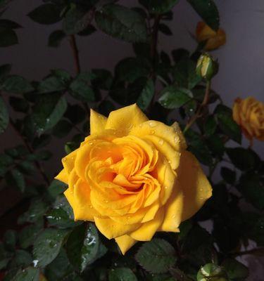 黄玫瑰花语的浪漫之美（探索黄玫瑰的花语与象征意义）