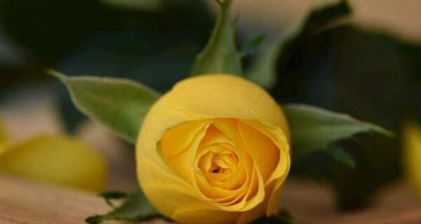 黄玫瑰（以黄玫瑰寓意探索人际关系的真谛）