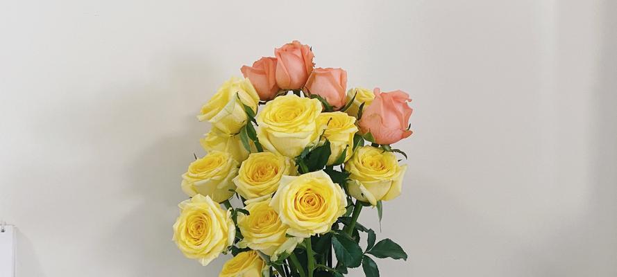 黄玫瑰的代表意义（传递温暖和友谊的黄玫瑰）