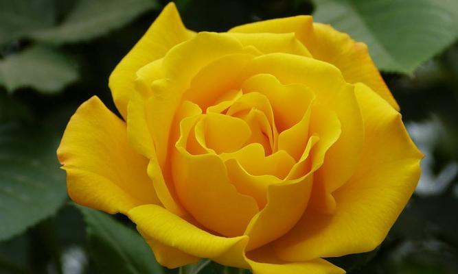黄玫瑰花的意义和象征（探索黄玫瑰花的深层含义与寓意）