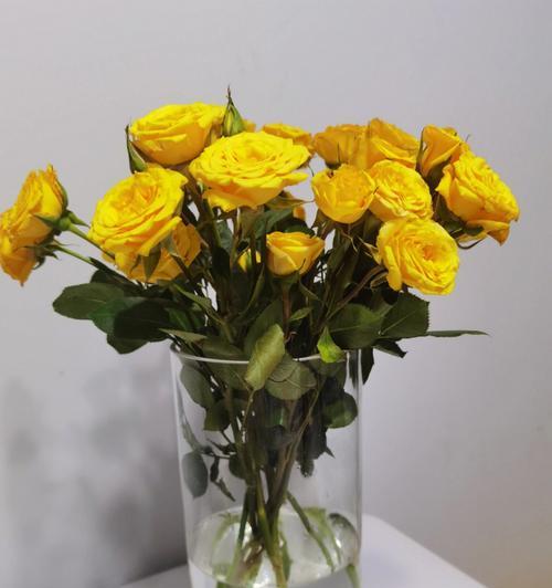 黄玫瑰花的寓意与象征意义（探寻黄玫瑰花的花语和心理暗示）