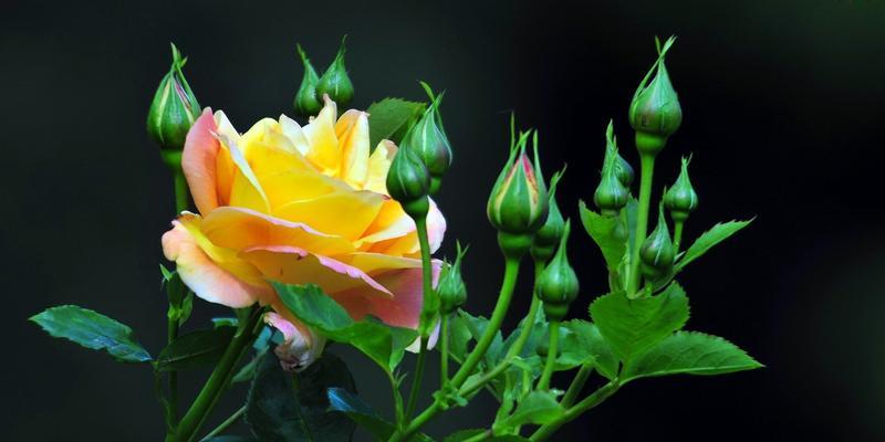 黄玫瑰花语（用黄玫瑰传递温暖与欢乐）