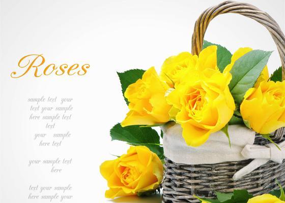 黄玫瑰花的寓意与象征——美丽中的温暖（传递真诚与友谊）