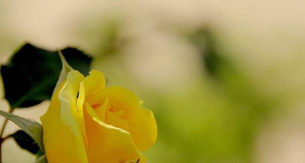 黄玫瑰花语（黄玫瑰的花语与象征意义）