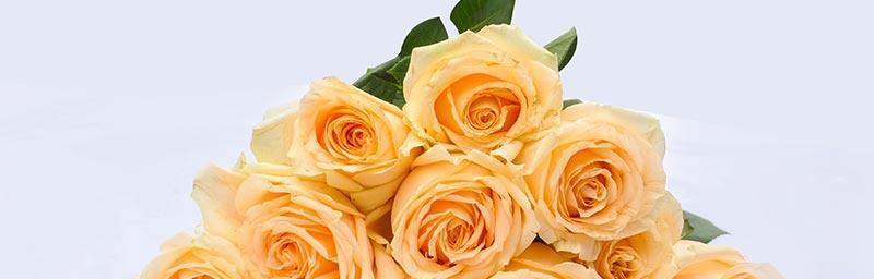 黄玫瑰花语寓意——传递温暖与快乐（传达美好情感的黄玫瑰）