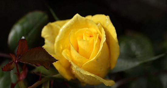 黄玫瑰的象征意义及鲜花语言（黄玫瑰的美丽与深情）