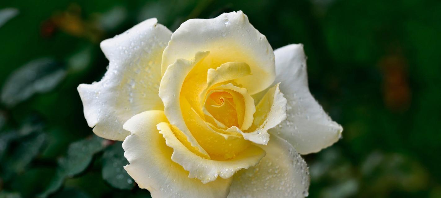 黄玫瑰寓意与象征意义探究（探寻黄玫瑰所代表的情感与传达的意义）