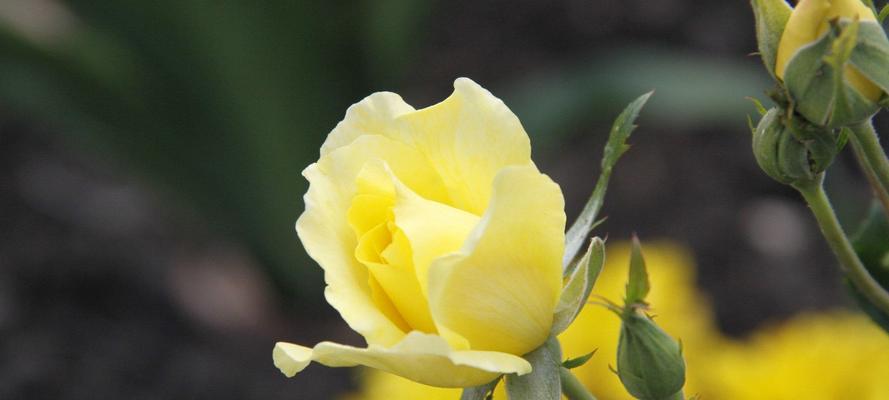 黄玫瑰的真正花语（探索黄玫瑰背后的深意）