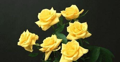 黄玫瑰的真正花语（探索黄玫瑰背后的深意）