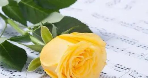 黄色玫瑰的花语与寓意（探究黄色玫瑰的象征意义与情感表达）