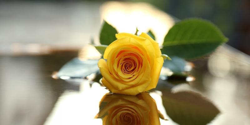 黄色玫瑰的意义和象征性解读（探索黄色玫瑰的情感表达与文化内涵）
