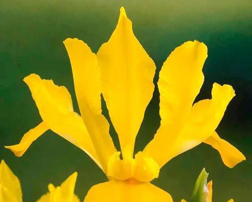 黄色鸢尾花的花语——美好的友谊（以花语表达心意）