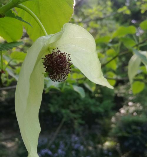 活化石植物（探索活化石植物的神秘面纱）