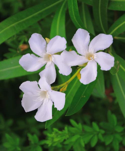 夹竹桃花语与寓意（一朵鲜花诉说的故事）