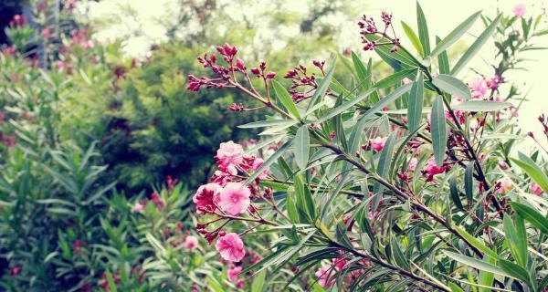 夹竹桃花语与其含义（探索夹竹桃花语的深层含义）