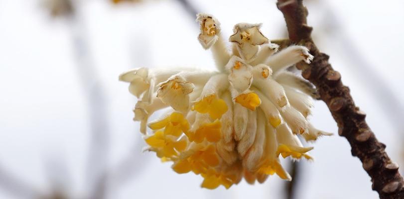 以结香的花语与传说（美丽的结香花传递着勇气与希望）