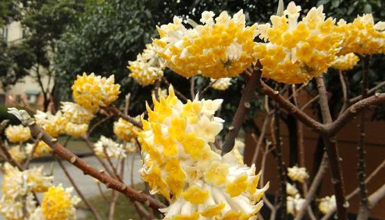 以结香花花语的深意（传递爱与祝福的美丽语言）