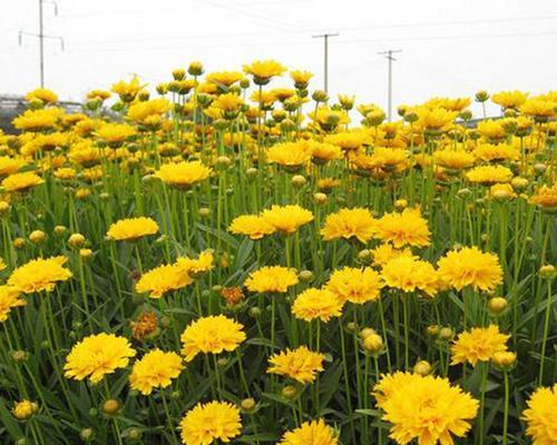 金鸡菊花语的深刻内涵（探索金鸡菊花语的意义与象征）