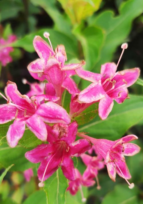 锦带花（以锦带花花语探寻古代文化智慧）