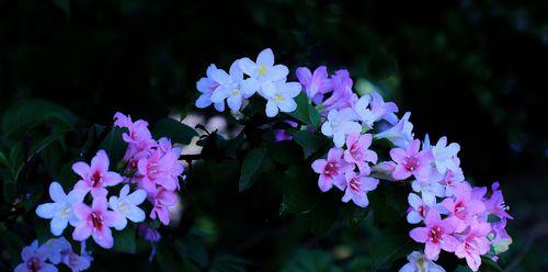 锦带花的花语与象征意义（传递祝福与幸福的象征——锦带花）