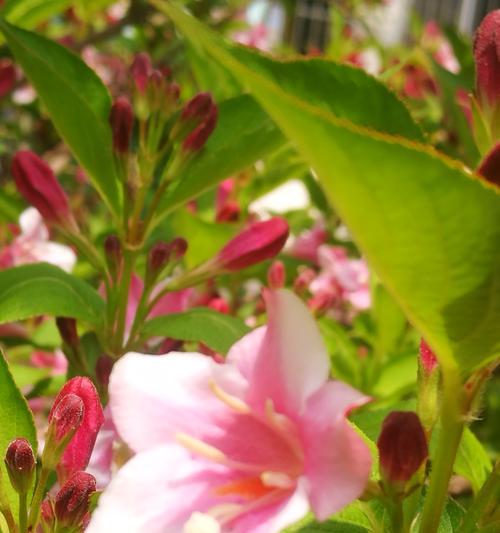 锦带花的花语与象征意义（传递祝福与幸福的象征——锦带花）