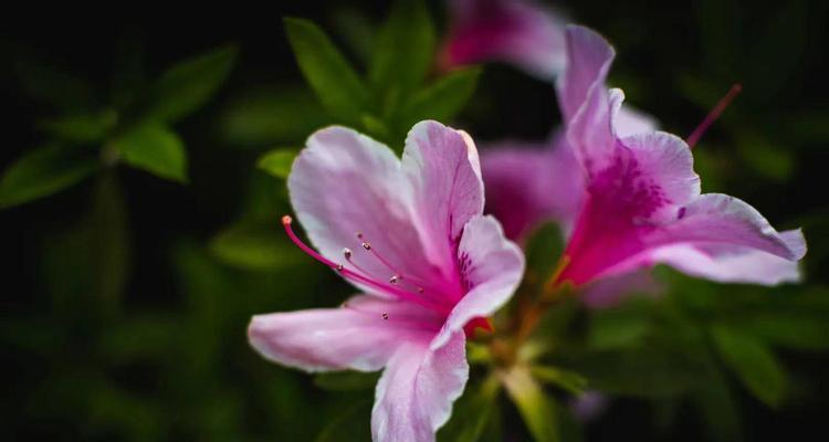 锦绣杜鹃的花语及其象征意义（探秘锦绣杜鹃的美丽花语）