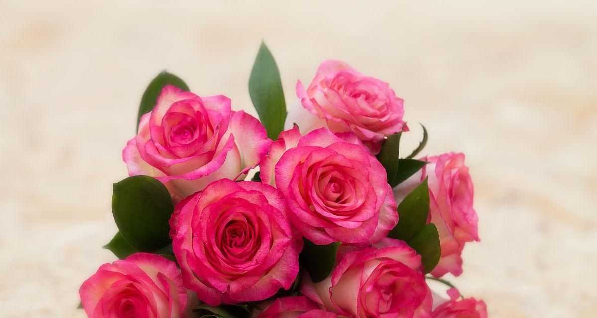 九朵玫瑰花的象征意义（探寻九朵玫瑰花所代表的情感和寓意）