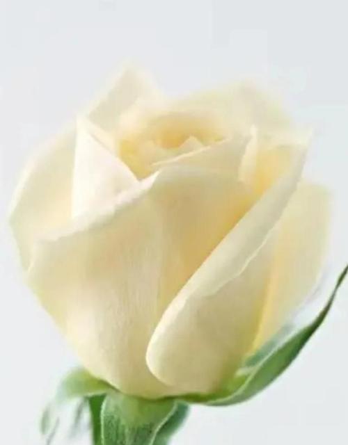 九朵玫瑰花语之美——探索玫瑰花的隐藏深意（揭开九朵玫瑰花语的秘密）