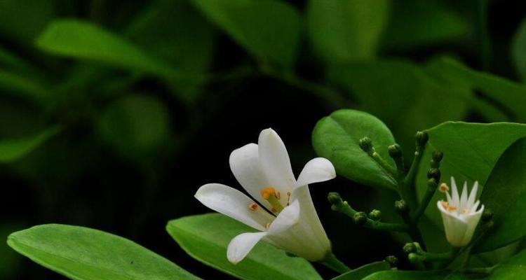 九里香的花语与意义（探寻九里香的美丽语言）