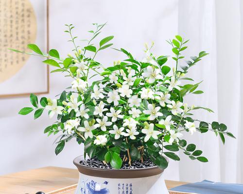 九里香花语与寓意的世界（探索九里香花语的奥秘）