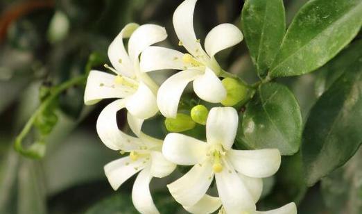 九里香花语，传递无言之美（盛开的花瓣传递着爱与祝福）