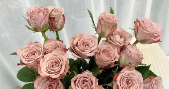 卡布奇诺玫瑰花语与寓意（探寻卡布奇诺玫瑰的象征意义及美丽故事）
