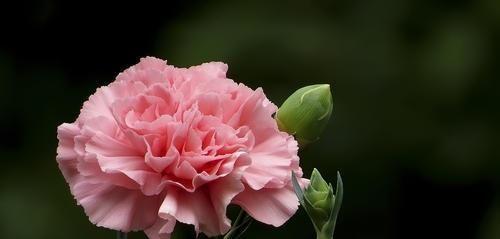 康乃馨花语之美——探索花朵背后的情感世界（用芬芳传递祝福）