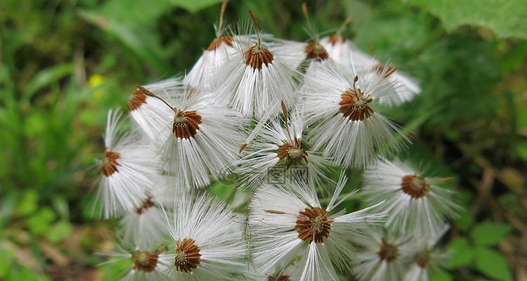 以款冬蒲公英，生日花语早熟（探寻蒲公英花的秘密）